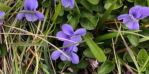 Habitat Helpers: Mapping the Myrtle Silverspot Butterfly's Host Plant!