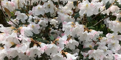 Right Plant Right Place: Choosing the Best Plants for Your Site