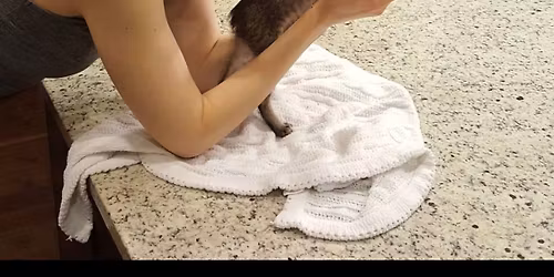 Kitten Kindness Service Day