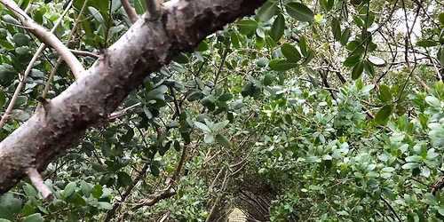 Mangrove Chapter Guided Walk - Charlotte Harbor Preserve