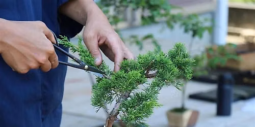 Bonsai Club- Tiny Trees, Big Joy
