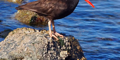 Spring Birding and Illustration