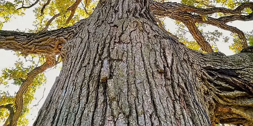 Big Tree Walk with Joe Walker