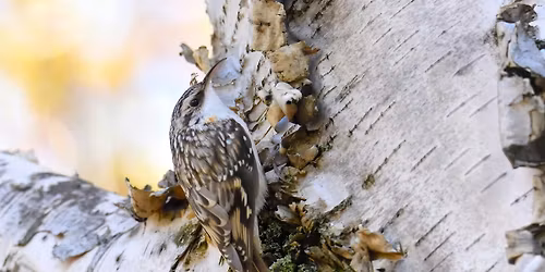 Birding Walk at Kathryn Albertson Park