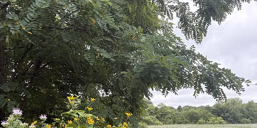 Medicinal Plant ID Walk at the Ridgewood Reservoir