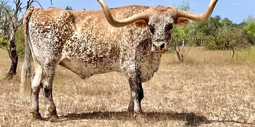 The Texas Longhorn - From Texas To South Dakota