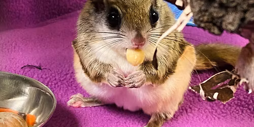 Awesome Ambassadors at Bay Beach Wildlife Sanctuary every Sunday 2p-3p starting 12\/14\/25!