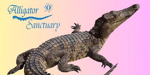 Critchlow Alligator Sanctuary's LIVE Reptile Show!