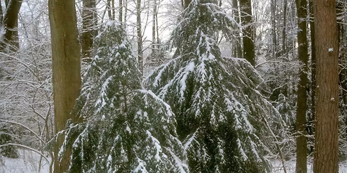 Dog Hike: Evergreen Adventure