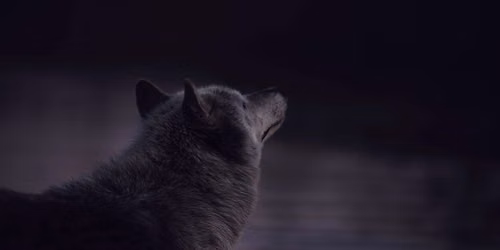 Wolves: Fact vs Myth
