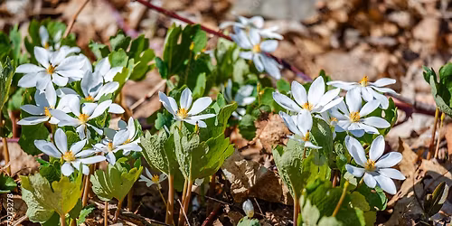 Spring Ephemeral Walk
