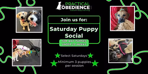 Saturday Puppy Social