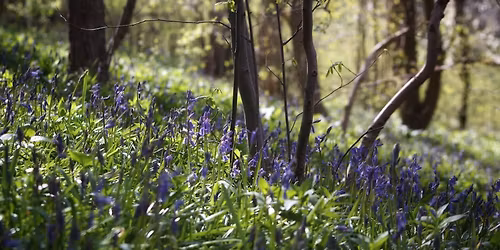 Drop-in Sensory Walk