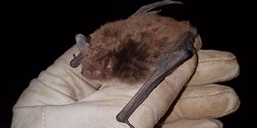 Bats at Tegg\u2019s Nose