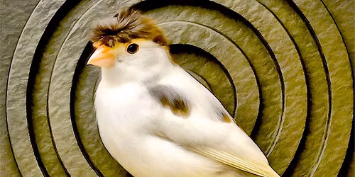 III CONCURSO "CANTOR ESPAÑOL" ACCIC - 2025