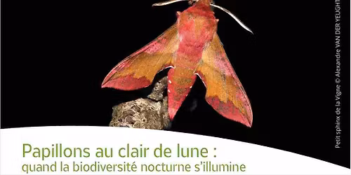 Papillons au clair de lune : quand la biodiversit\u00e9 nocturne s\u2019illumine 