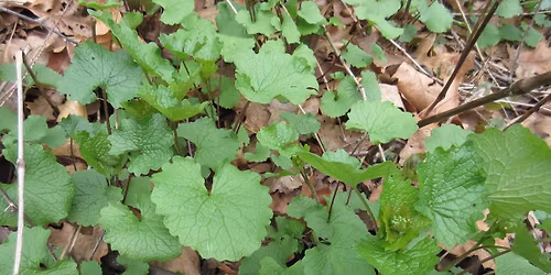 Mathes Woodland Restoration
