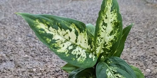 Hydroponic Houseplant Workshop at Werner Books