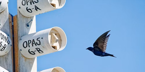 Backyard Birding: Purple Martin Class & Field Trip (a 2-part program)