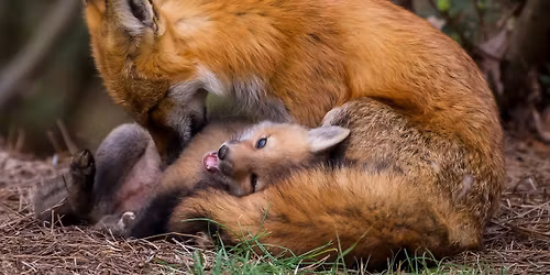 Veterans Day Flag In Service