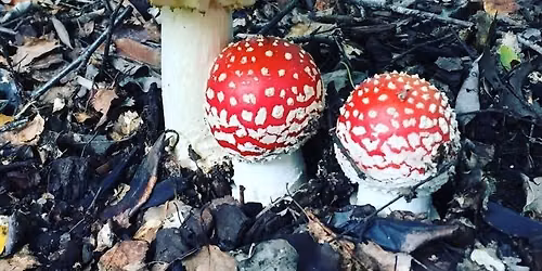Fabulous Fungi Walk 