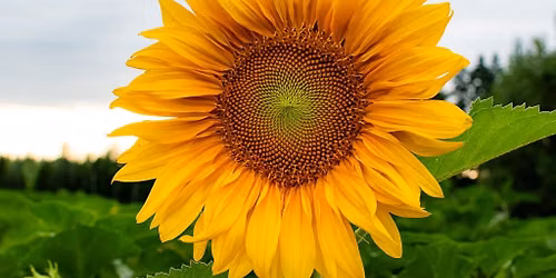 Sunflower Festival at O\u2019Keefe Farms 2026 