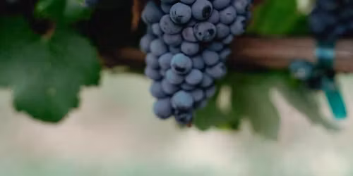 \ud83d\udc99 1st Annual \u201cEmpathy in the Vines\u201d \u2014 Autism Fundraiser & Community Day \ud83c\udf84