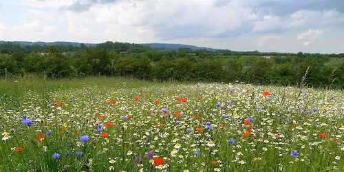 The Cornfield Flower Project - College Lake, Friday, July 17
