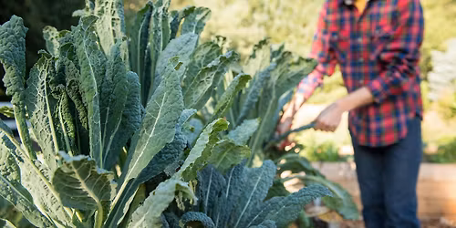 FREE: Growing Fall and Winter Vegetables