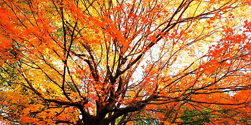 Fall Foliage Walk
