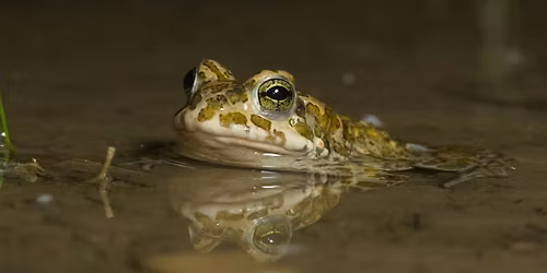 Bedrohte Pioniere: Wechselkr\u00f6te und Laubfrosch in M\u00fcnchen