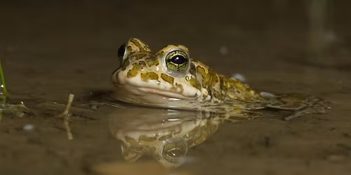 Bedrohte Pioniere: Wechselkr\u00f6te und Laubfrosch in M\u00fcnchen