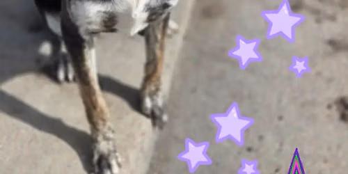 July 2026 Event - Peppy Pet Rescue \ud83d\udcab
