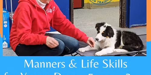 Manners & Life Skills for Young Dogs