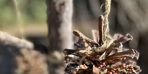 Christmas Tree for the Birds