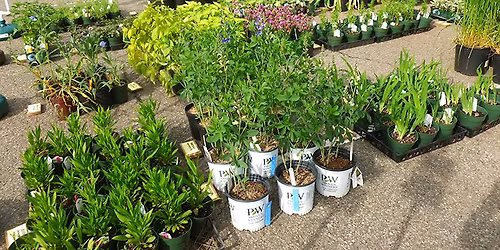27th Annual Shepherd of the Hills Garden Club Plant Sale