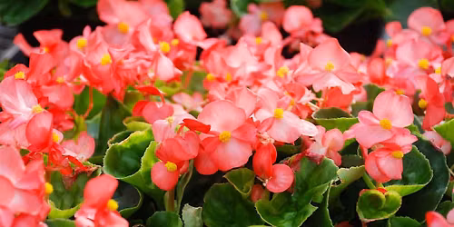 Flower Show Horticulture Class: Begonias presented by Michelle James