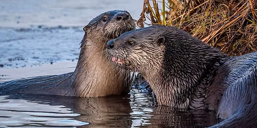 River Otters of the Cuyahoga River Watershed