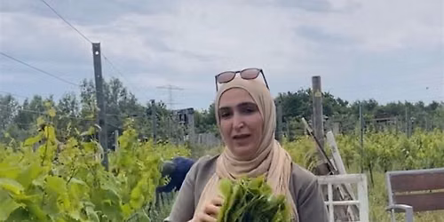 Maak je eigen dolma's met wijnbladeren