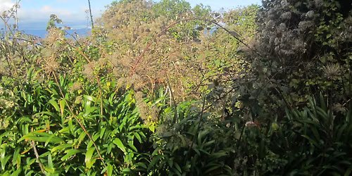 Clearing OMB in Ngaio