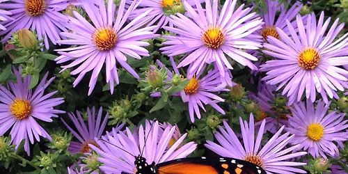 Fall Butterfly Walk at Murray Hill