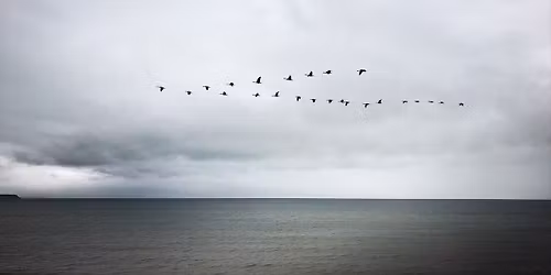 Bokbad med Dag O. Hessen: Fugleperspektivet