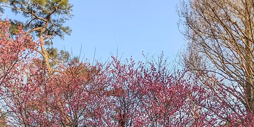 \u30aa\u30ea\u30b8\u30ca\u30eb\u30bd\u30f3\u30b0\u3092\u6b4c\u3075\u4f1a