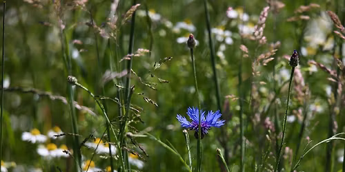Kr\u00e4uterspaziergang am Valznerweiher