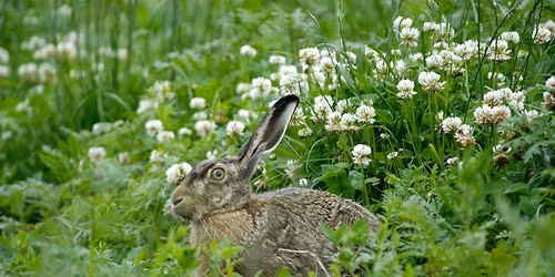 Jagten hvad betyder Trepartsaftalen for fremtidens Natur.