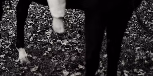 Goodbye Karelle, Super Plage, All\u00f4 Fant\u00f4me, Vanille in Paris