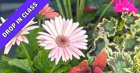 Spring Porch Pot- Drop In 