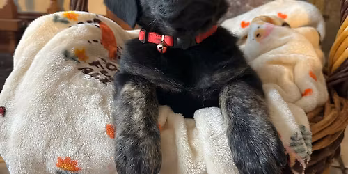 Adopt a Pit at Petsmart