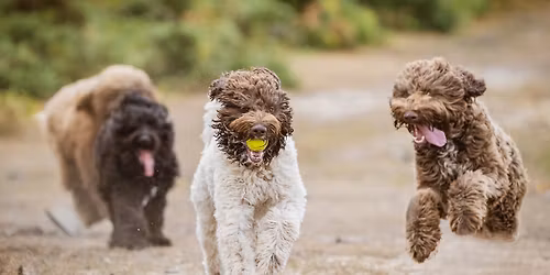 \u2018Burning off the Xmas dinner\u2019 walk\ud83c\udf84