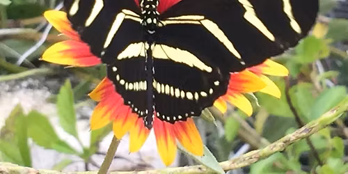 LCLM CERTIFICATION EN ESPANOL. (Limited Commercial Landscape Maintenance)